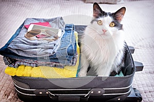 Cat sitting in the suitcase