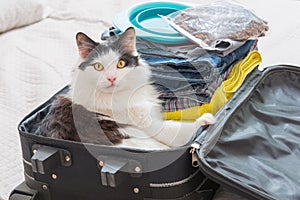 Cat sitting in the suitcase