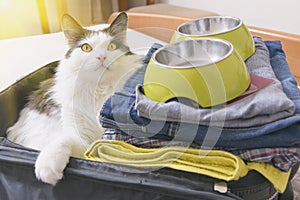 Cat sitting in the suitcase