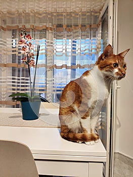 Cat sitting in a table