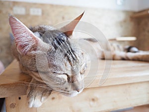 Cat sitting on the table