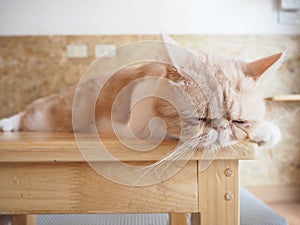 Cat sitting on the table