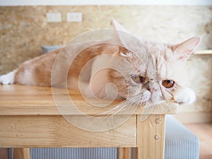 Cat sitting on the table