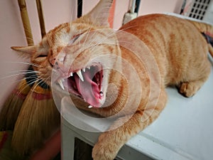 a cat sitting on a table