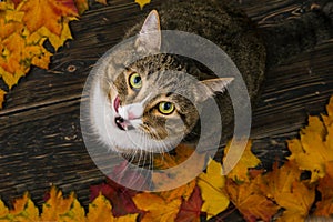 The cat is sitting on the terrace near the house, around the fallen autumn leaves