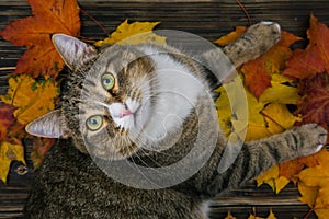 The cat is sitting on the terrace near the house, around the fallen autumn leaves