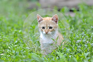 A cat sitting on top of a grass covered field