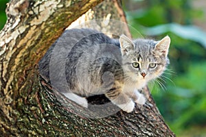 A Cat sitting on a tree
