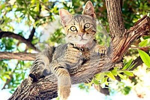 A Cat sitting on a tree