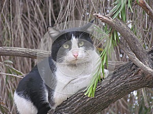 A Calm Scene: Black-and-White Cat Sitting on a Tree Branch