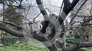 Cat sitting on a tree in the garden.