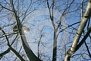 Cat Sitting On Tree