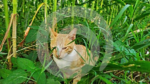 A cat is sitting under a corn tree. Looks very cute
