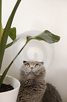 Cat sitting under houseplant leaf and looking up. Scottish fold cat minimalist portrait