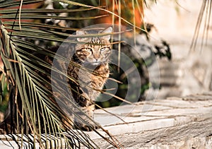 Cat Sitting Under Palm Branches In Summer Garden. Tabby cat, brown, black and white kitten, domestic cat portrait under palm tree