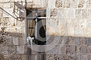 Cat sitting on a window