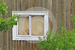 A cat sitting in the window