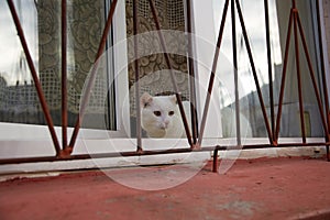 Cat sitting on the window behind bars