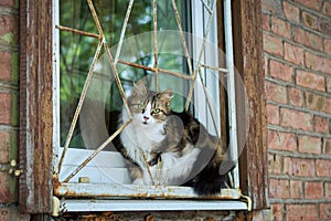 A cat sitting on a window grate of an house
