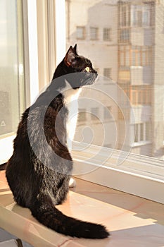 Cat sitting on a window ledge