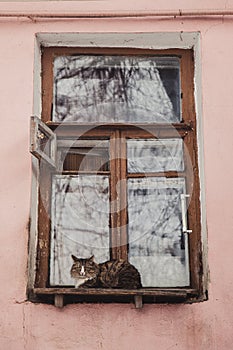 Cat sitting on a window of old house