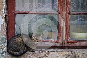 Cat is sitting on window sill