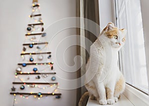 Cat sitting on window sill with Christmas tree in the background