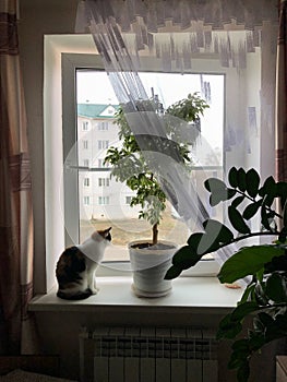 A cat sitting on a window sill with home flower looking outside.