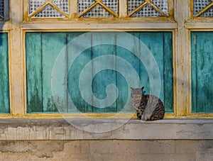 A cat sitting on window in wooden house