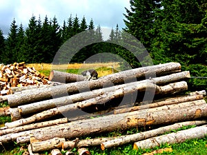 Cat Sitting on the Wood Logs