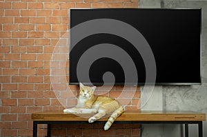 Cat sitting on wooden table with Led Tv on red brick wall