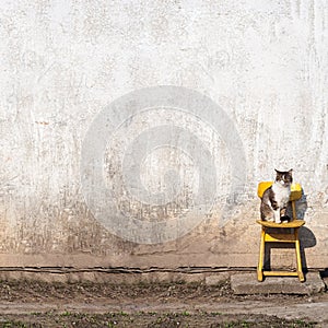 Cat sitting on the yellow chair