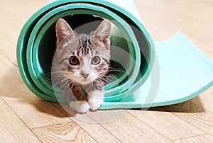 Cat sitting on a yoga mat.