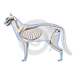 Cat Skeleton Anatomy - Anatomy of a Cat Skeleton - side view