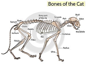 Cat skeleton veterinary raster, cat osteology, bones