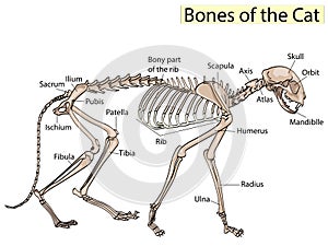 Cat skeleton veterinary vector, cat osteology, bones