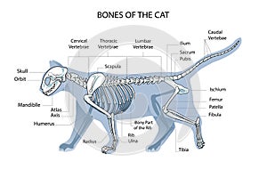 Cat skeleton veterinary vector illustration, cat osteology, bones