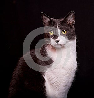 Cat with Skeptical Expression On Black Background
