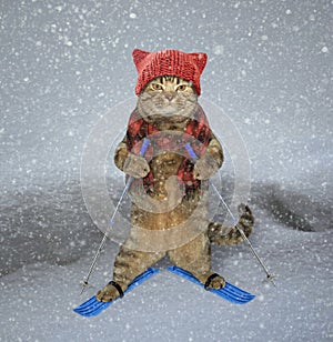 Cat skier in snow