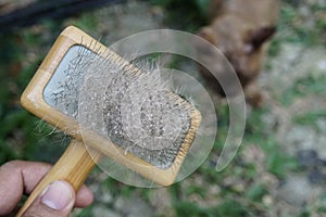 Cat skin and hair on brush after grooming.