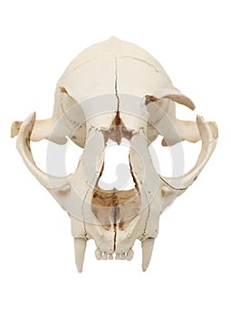 Cat skull