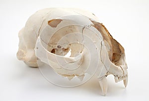 Cat skull side view