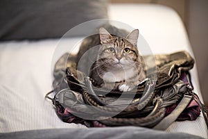 Cat sleep bag instinct animal lovely pet