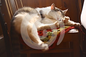 Cat sleep on knitted tissue in country interior