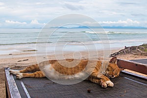 A cat sleep resting on a sun lounger on the beach