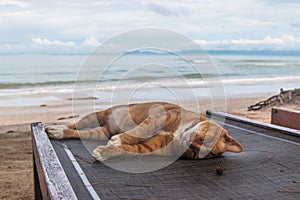 A cat sleep resting on a sun lounger on the beach