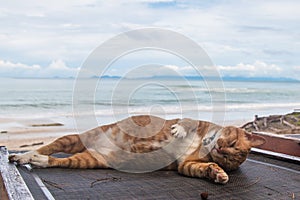 A cat sleep resting on a sun lounger on the beach