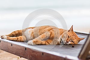 A cat sleep resting on a sun lounger on the beach