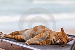 A cat sleep resting on a sun lounger on the beach
