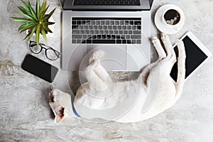 Cat sleep on work desk